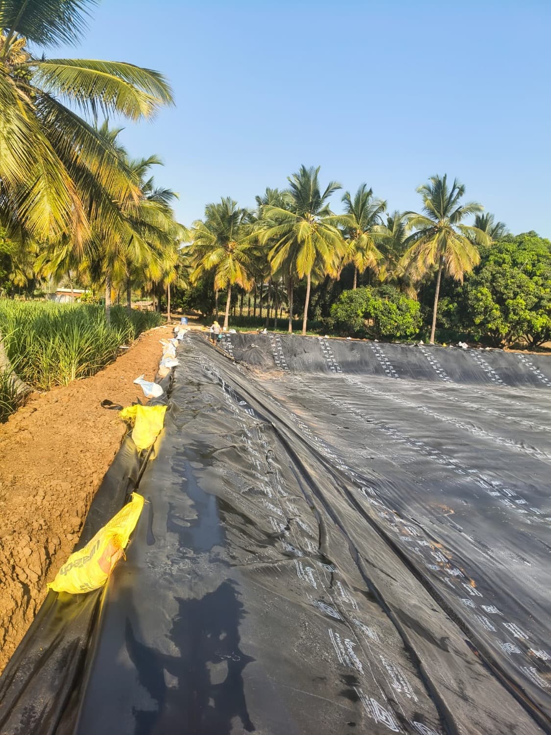 HDPE liner laid and anchored up the compacted earthen bund of a farm pond, checked against the slope