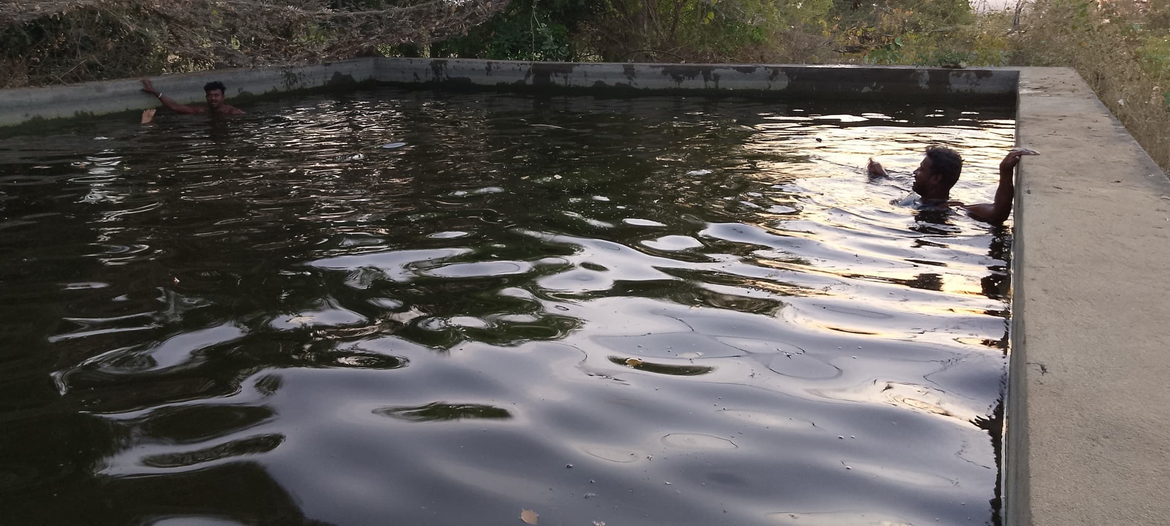 A netted harvest of fresh farm-grown fish being lifted from a pond