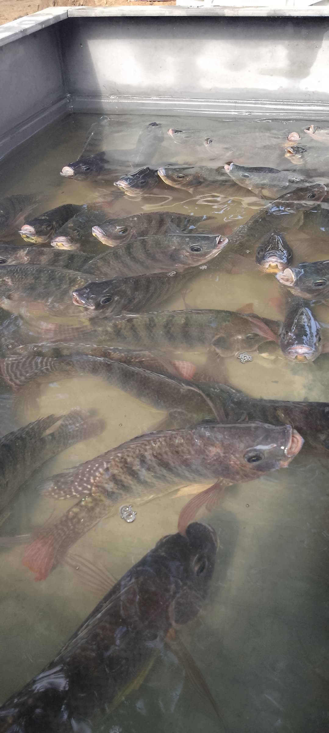 Live carp and murrel crowd the clear water of a HasiruAqua grow tank