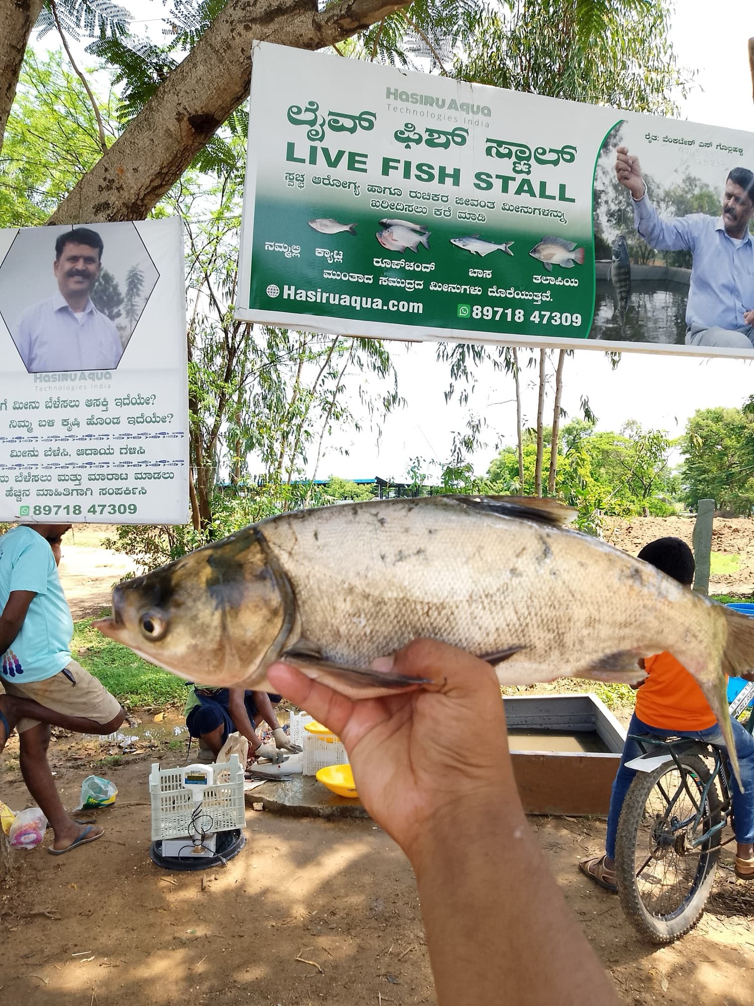 A hand holds up a large fresh carp in front of the HasiruAqua LIVE FISH STALL banner