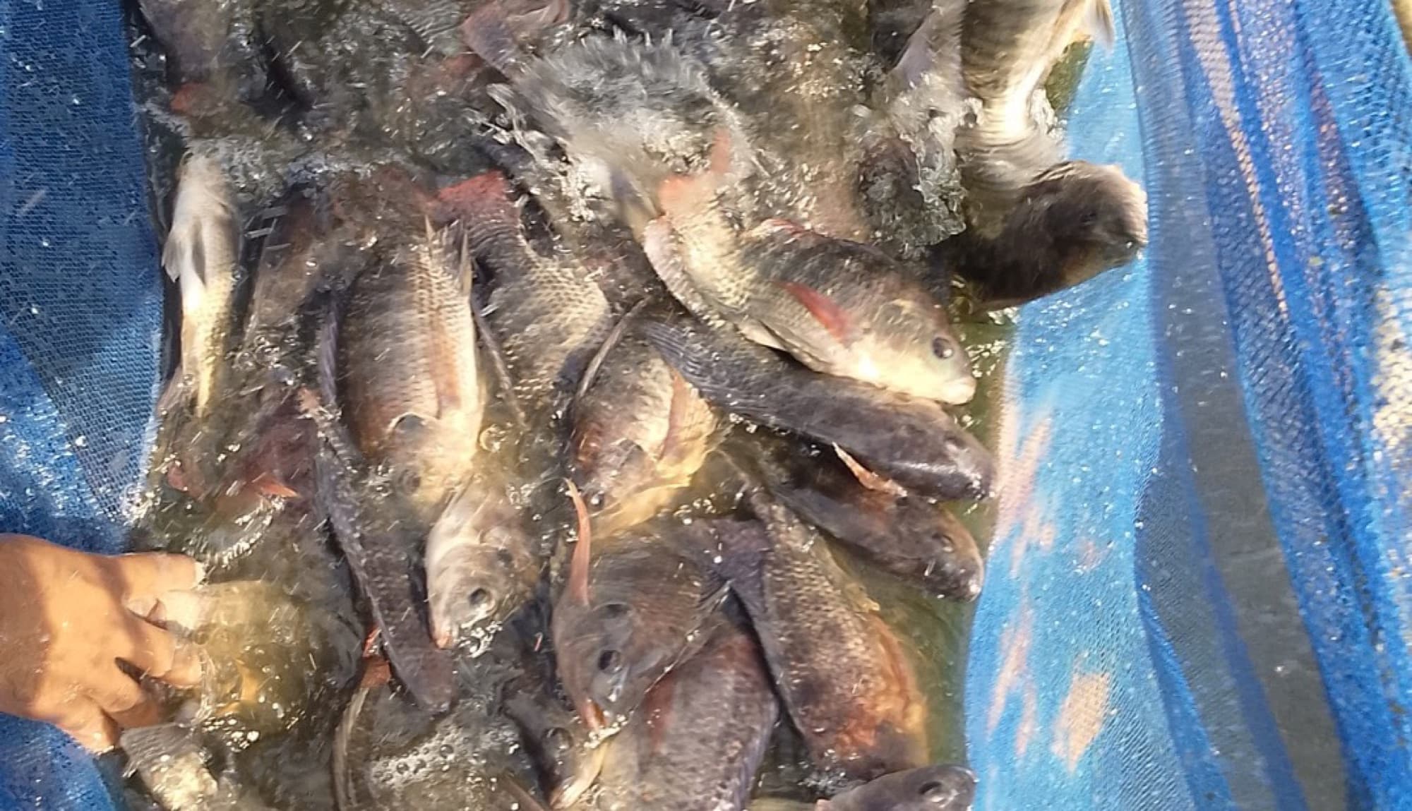 A seine net lifted from a HasiruAqua pond, heavy with graded tilapia at harvest