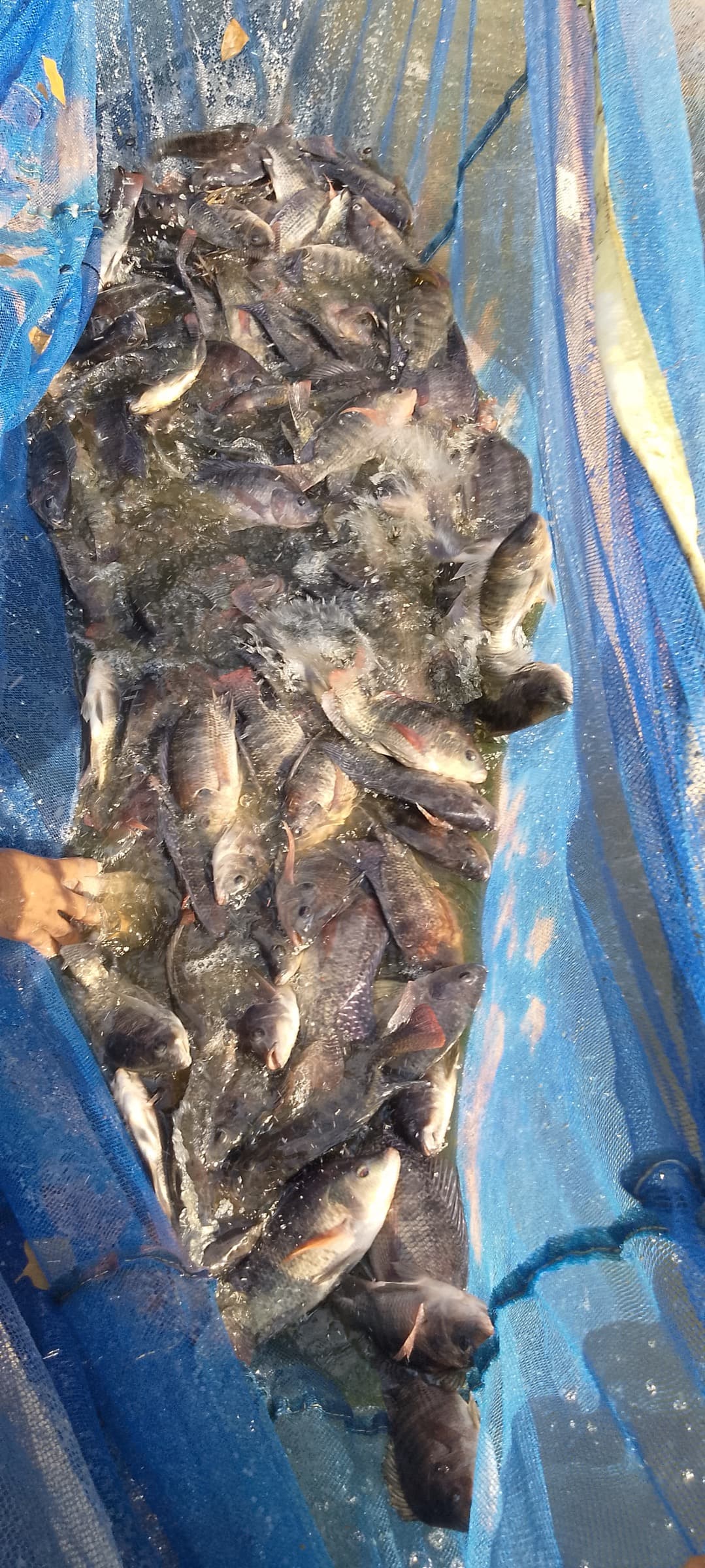 The HasiruAqua team hauls a net heavy with fish from a pond