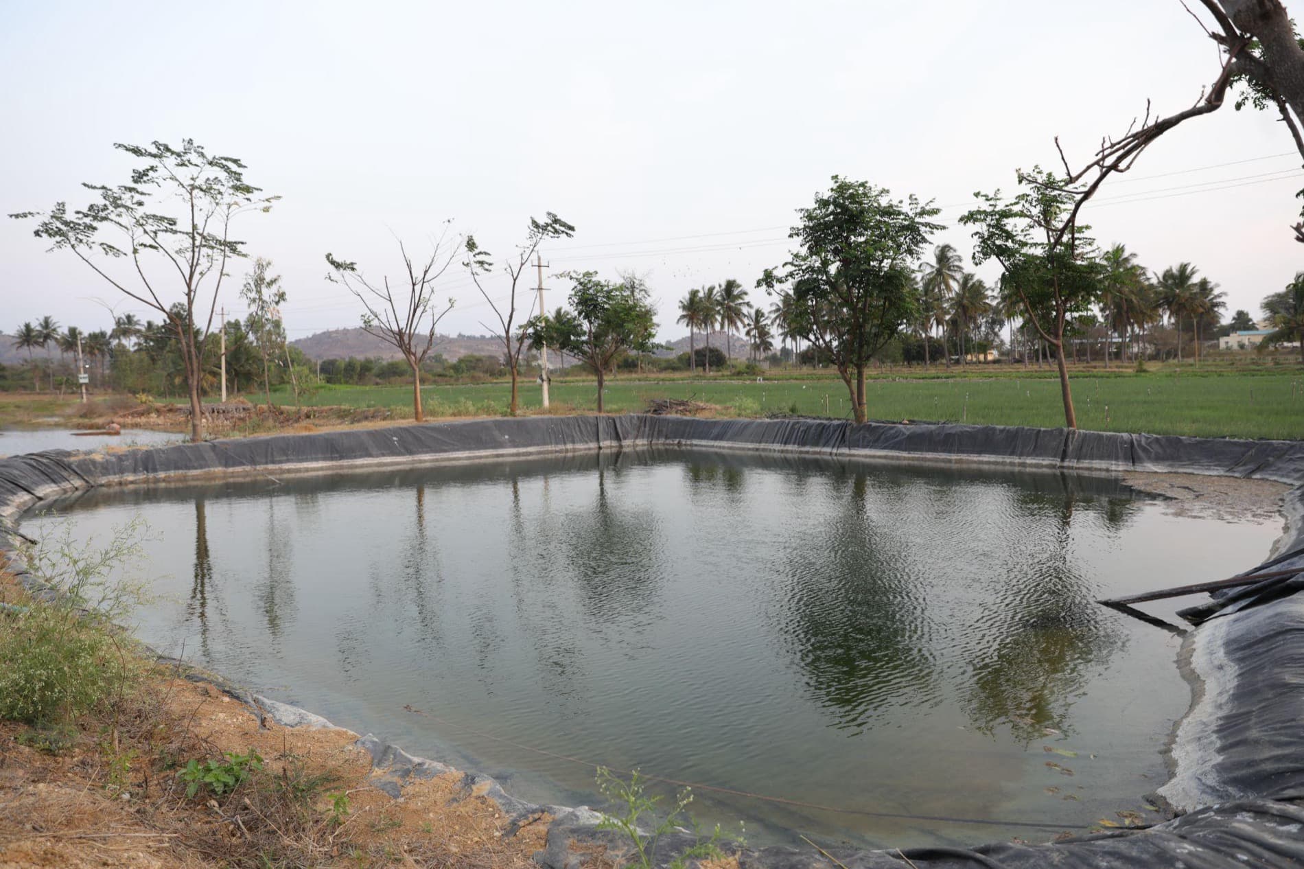 A calm evening HasiruAqua farm pond ringed by young trees at the edge of green fields